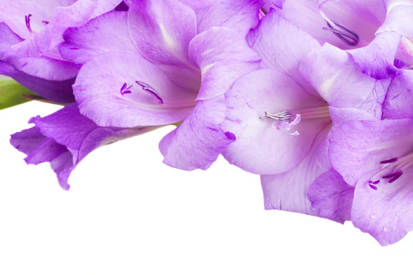 Biorder van gladiolen bloemen — Stockfoto