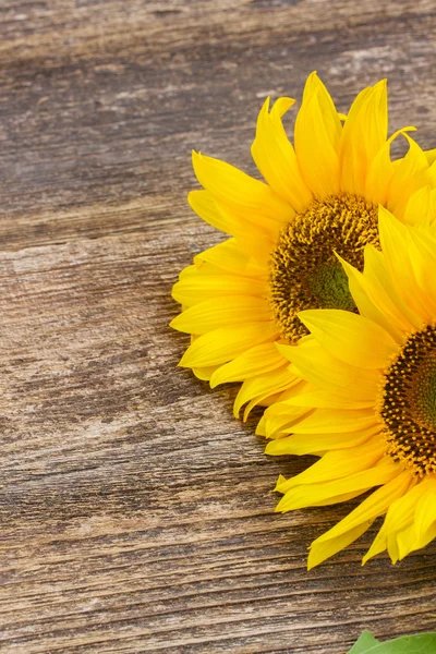 Bright sunflower — Stock Photo, Image