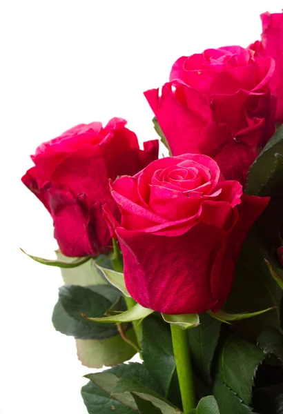 Rosa blommor på nära håll — Stockfoto