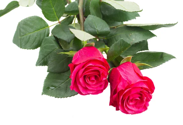 2 つのピンクの花をクローズ アップ — ストック写真