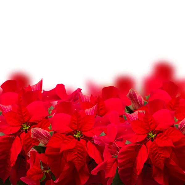 Scharlaken poinsettia bloem of kerstster — Stockfoto