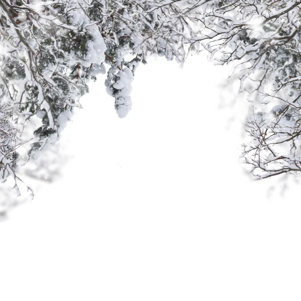 Větve stromů se sněhem — Stock fotografie