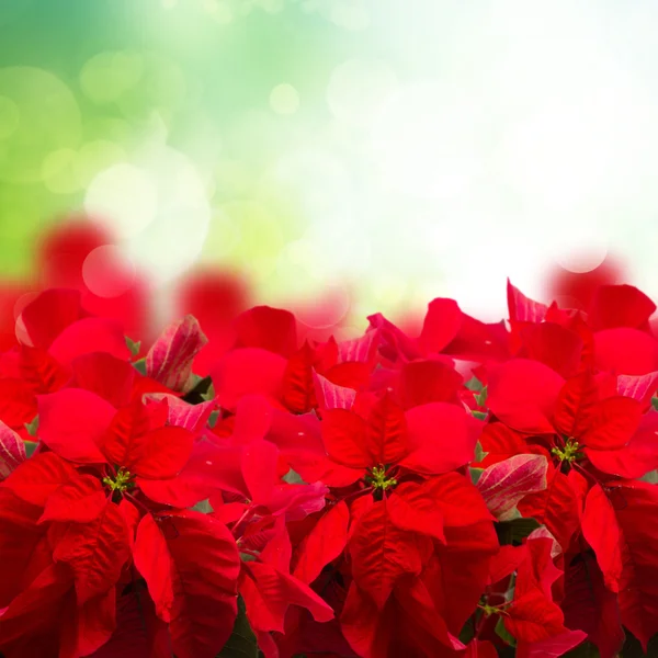 Flor poinsettia escarlate ou estrela de Natal — Fotografia de Stock