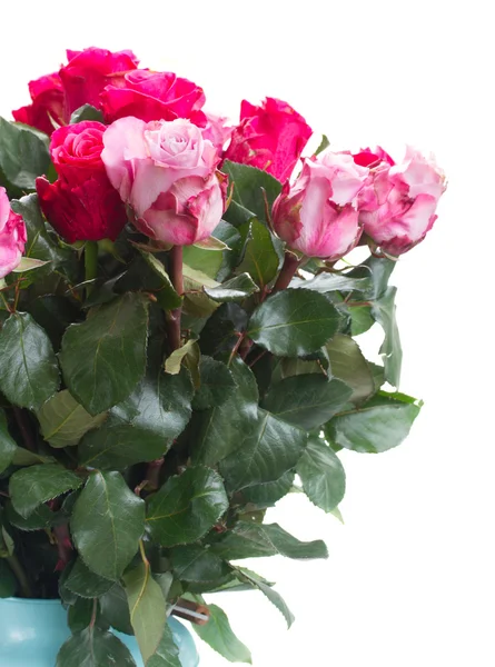 Pink  flowers close up — Stock Photo, Image