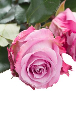 Gül çiçek yakın çekim