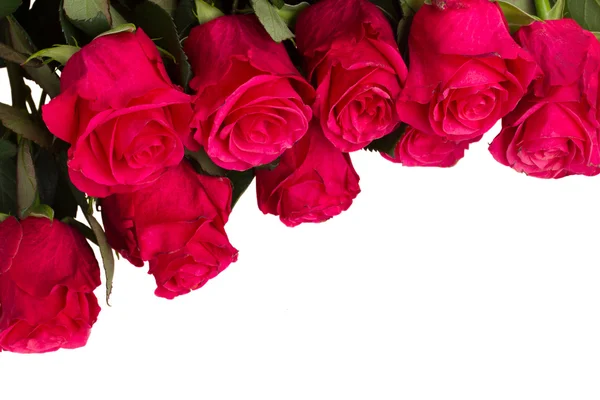 Fresh pink  flowers close up — Stock Photo, Image