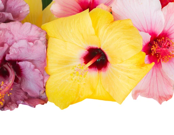 Border of colorful hibiscus flowers — Stock Photo, Image