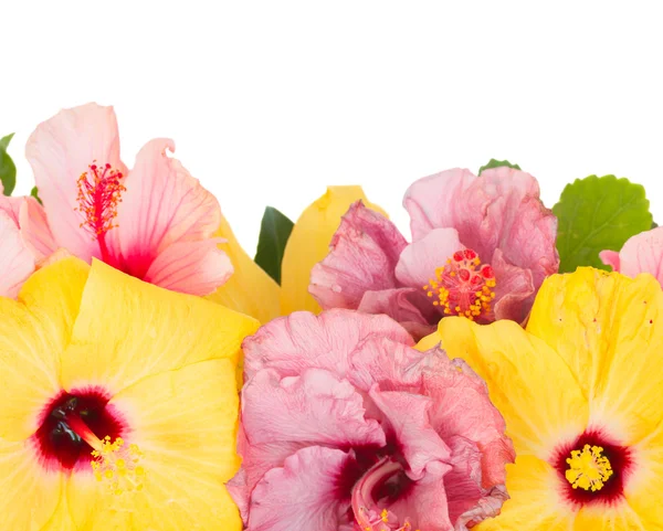 Bordure de fleurs d'hibiscus colorées — Photo
