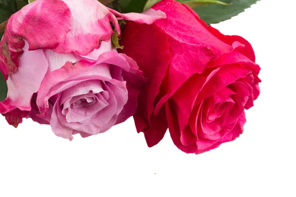 Zwei rosa Blüten Nahaufnahme — Stockfoto