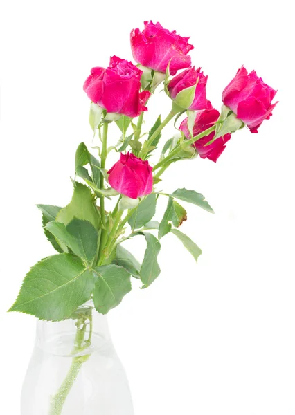 Branch of  fresh mauve roses — Stock Photo, Image