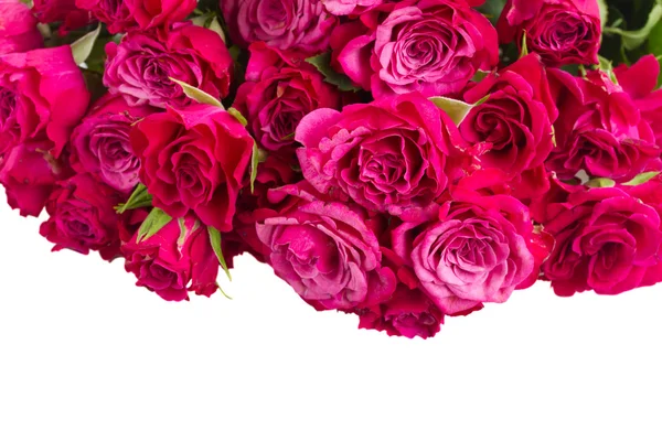 Border of  fresh mauve roses — Stock Photo, Image