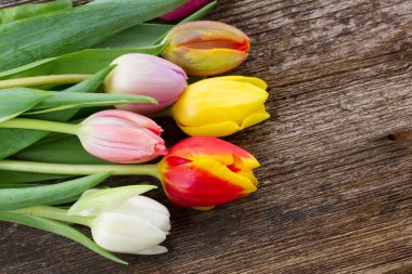 çok renkli Lale yığını