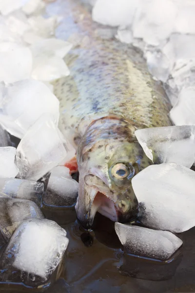 冰鲜虹鳟鱼 — 图库照片