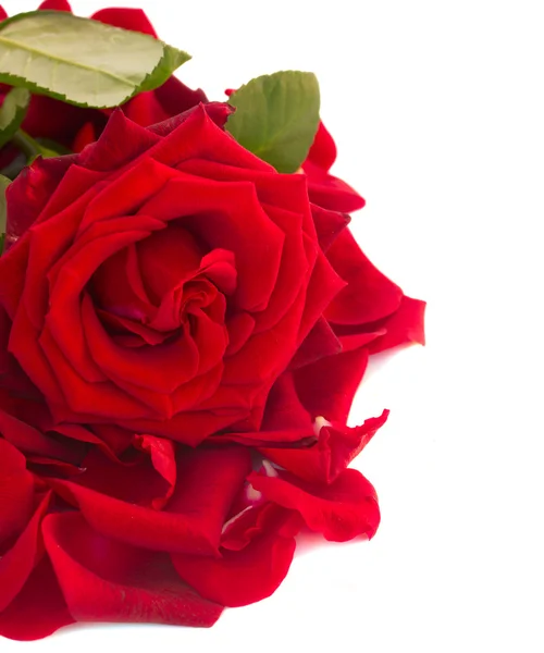 新鲜红玫瑰花瓣的边框 — 图库照片