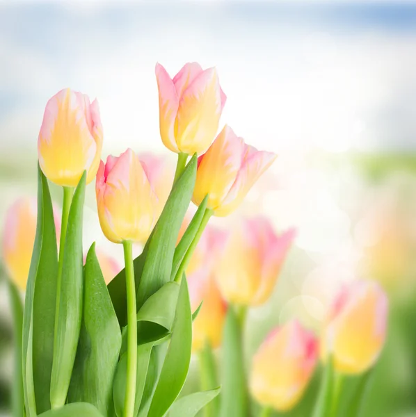 Close up of yellow and pink tulips — Stock Photo, Image