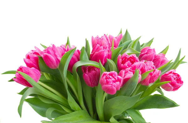 Bouquet of multicolored   tulip flowers in white pot — Stock Photo, Image