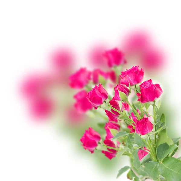 Zweig frischer lila Rosen — Stockfoto