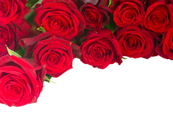边框的鲜艳的深红色红花园玫瑰 — 图库照片