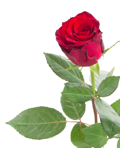 One scarlet red rose — Stock Photo, Image