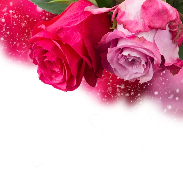 Dwie różowe kwiaty z bliska — Zdjęcie stockowe