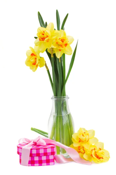 Narciso de primavera — Foto de Stock