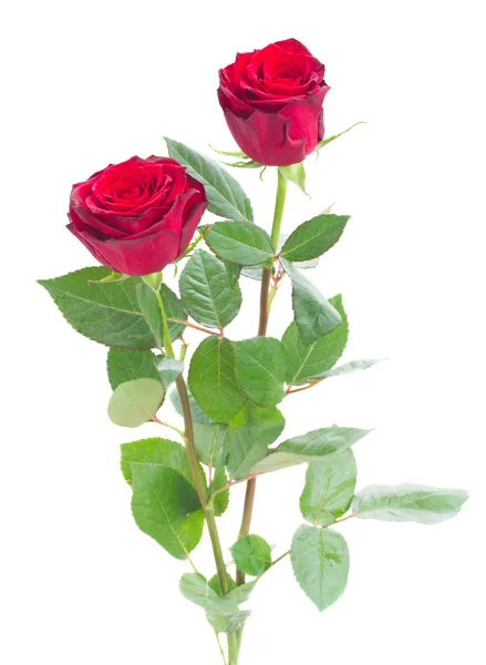 Two scarlet red roses — Stock Photo, Image