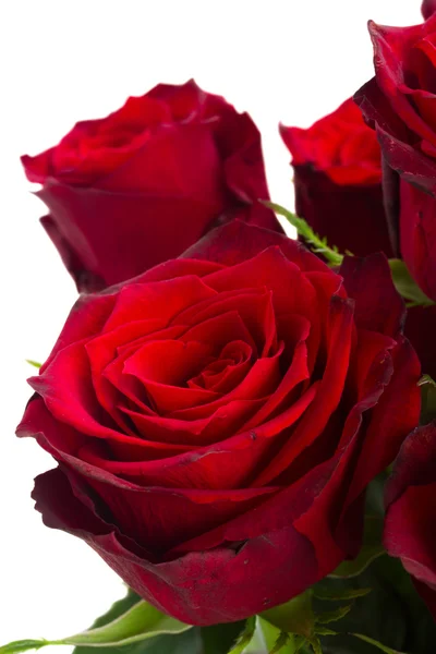 Rosas vermelhas escarlate — Fotografia de Stock