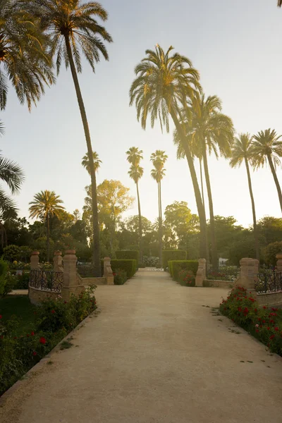 Plaza de Americ, Sevilla, İspanya