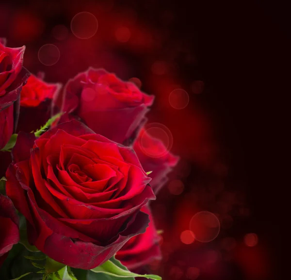 Scarlet roses  on dark background Stock Picture