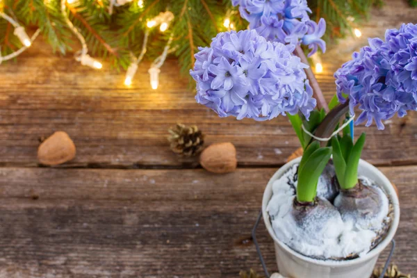 Winter hyacinth — Stock Photo, Image