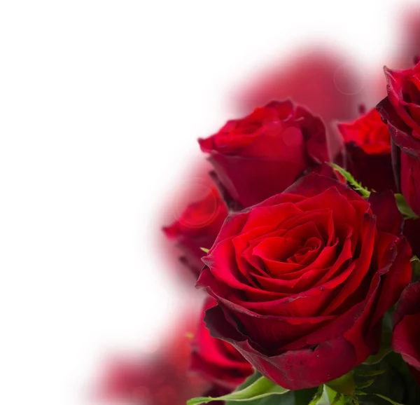 Rosas vermelhas escarlate — Fotografia de Stock