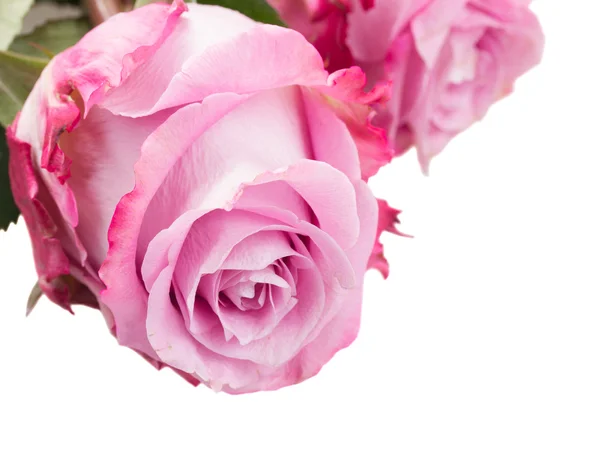 Flores de rosa perto — Fotografia de Stock