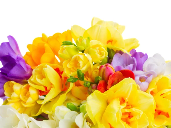 Freesia e flores de narciso — Fotografia de Stock