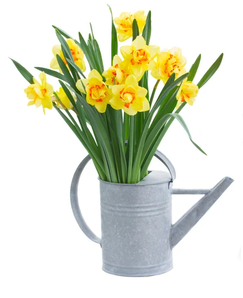 Spring narcissus — Stock Photo, Image