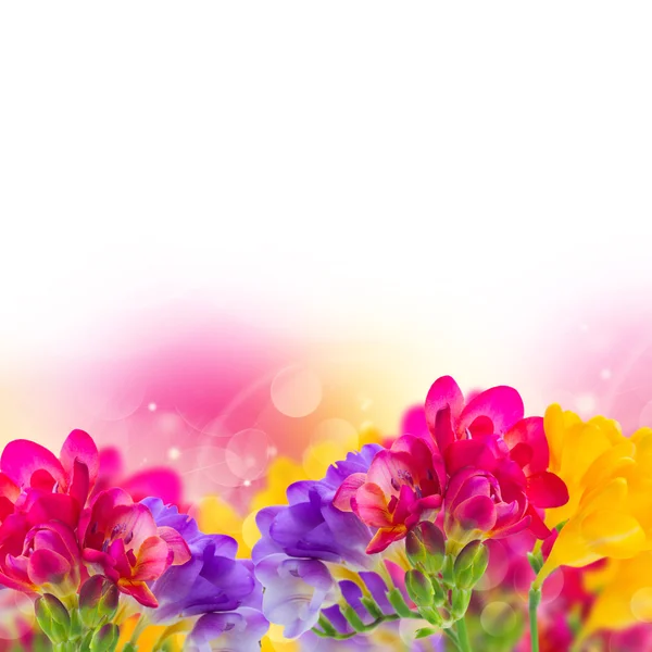 Blaue, rosa und gelbe Freesia-Blüten — Stockfoto
