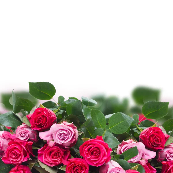 Rand met roze bloemen — Stockfoto