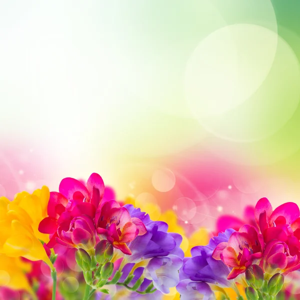 ブルー、ピンクと黄色のフリージアの花 — ストック写真