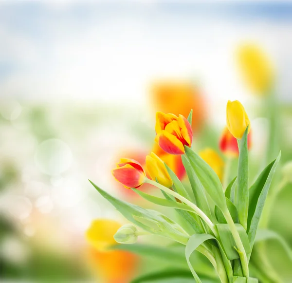 Rote und gelbe Tulpen im Garten — Stockfoto