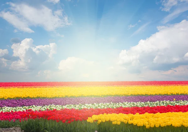 Dutch yellow tulip fields in sunny day — Stock Photo, Image