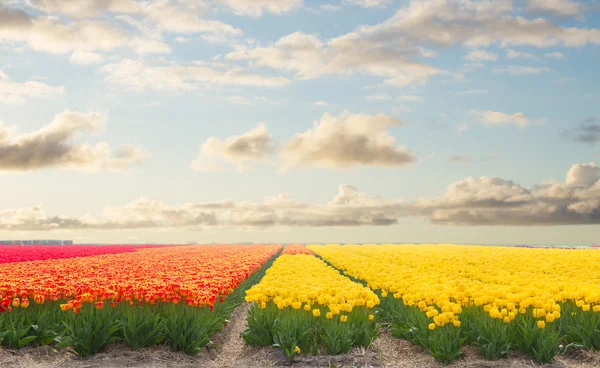 Holenderski żółty tulipan pola w słoneczny dzień — Zdjęcie stockowe