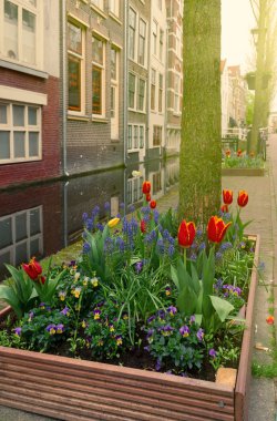 Street Delft, Hollanda