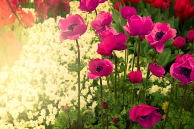 kleurrijke bloemperken met anemonen
