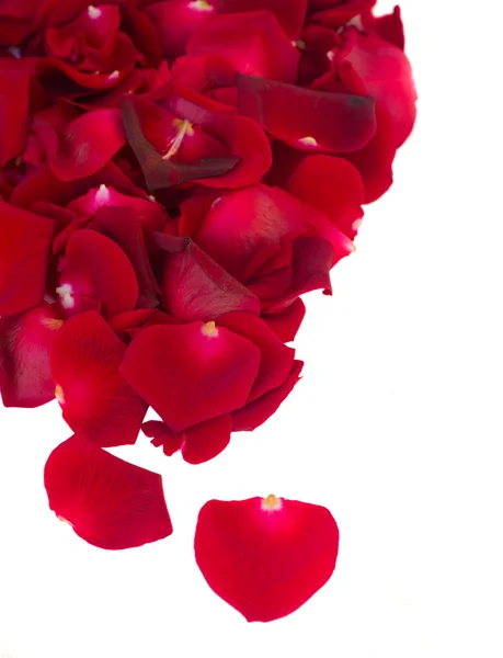 Bordure de roses de jardin rouges cramoisi frais — Photo