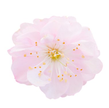 Çiçek açan pembe ağaç çiçekleri