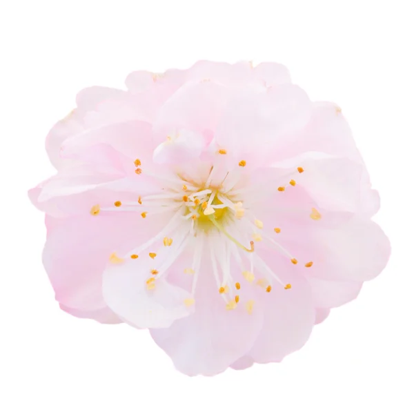 Blommande rosa träd Blommor — Stockfoto