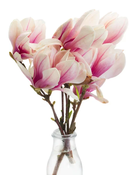 Bloei roze magnolia tree bloemen — Stockfoto