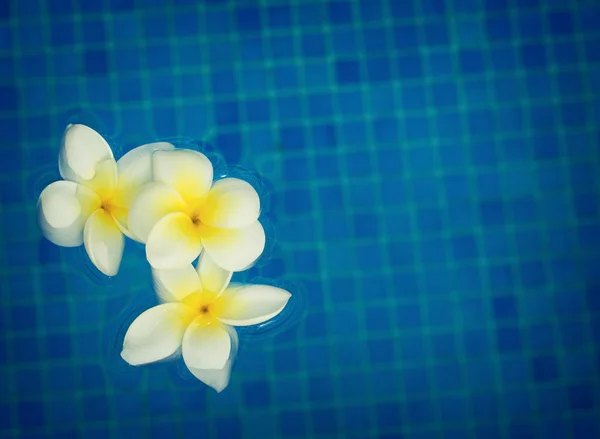 Frangipani flowers in blue water — Stock Photo, Image