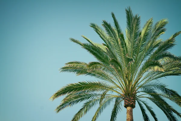 Palmera —  Fotos de Stock