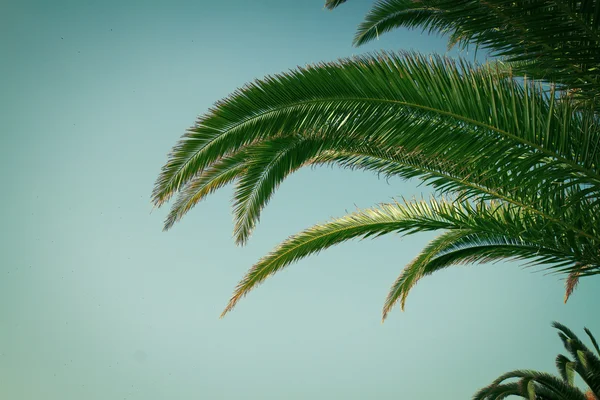 Palmera —  Fotos de Stock