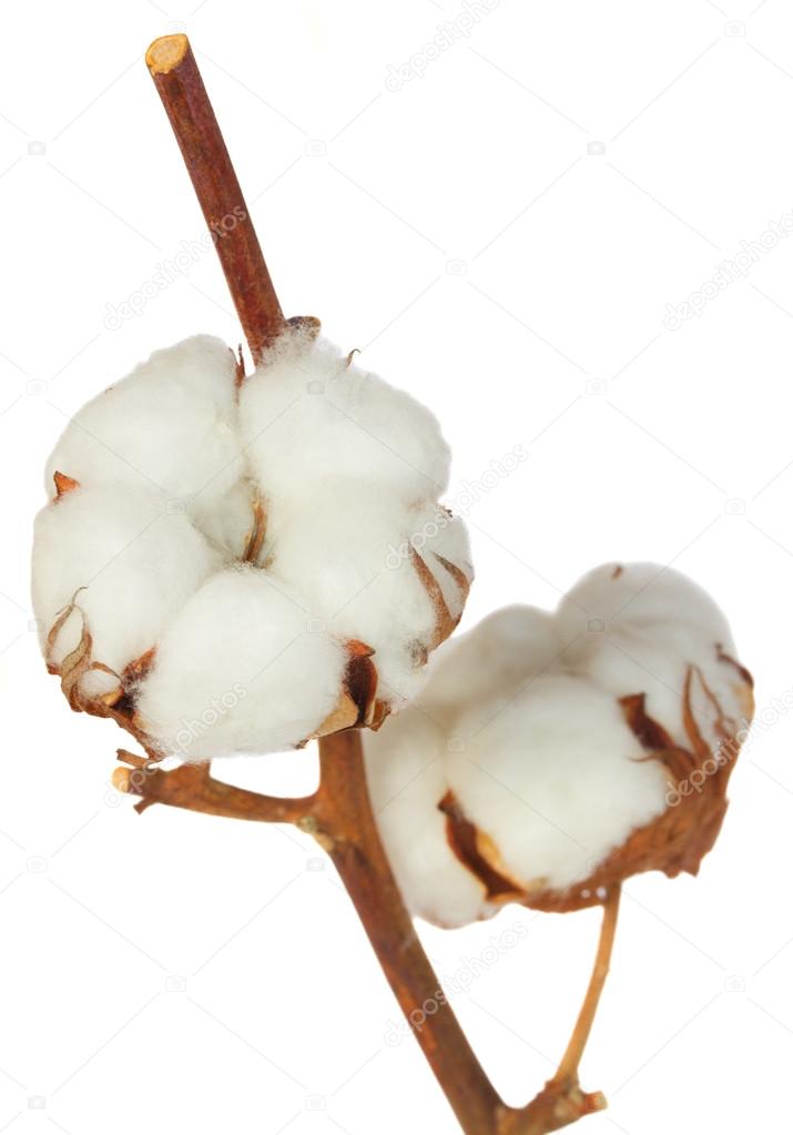 Cotton plant over white background